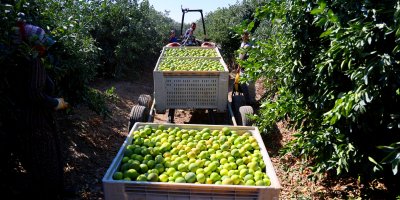 Mandalinada hasat zamanı, verim yüksek: Kilosu 8-15 TL arasında