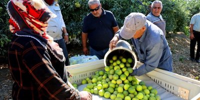 Kilosu 8-15 TL arasında: Adana'da verim yüksek