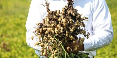 Çukurova'nın verimli topraklarında yetişiyor: Kilosu 50 liraya düştü