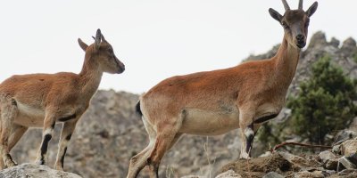 Pozantı'da yaban keçileri görüntülendi