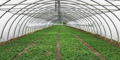 Adana’da örtüaltı tarım alanında dalgalanma: İşte son 5 yılın verileri!