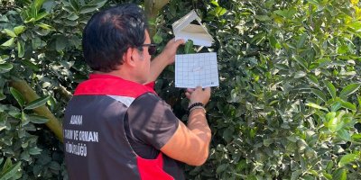 Adana Tarım Müdürlüğü, Akdeniz Meyve Sineğine karşı sahada