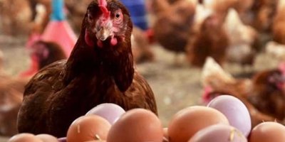 Adana’da, geçen yıl yumurta tavuğu sayısı kaçtı?