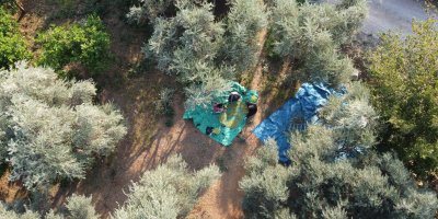 Zeytin hasadına asırlık ağaçlardan başlandı