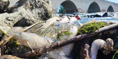 Ceyhan Nehri'ndeki kirlilik balıkları telef etti