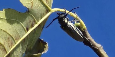 Adana’da, incir bahçelerinde zararlı böceğe karşı mücadele