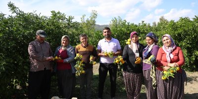 En ucuz meyve: Mandalina bahçede 8 TL'ye kadar düştü