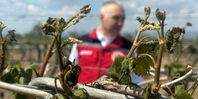Adanalı çiftçilere don zararı desteği müjdesi