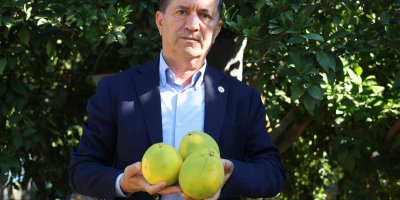 Adana'da portakal hasadı başladı, 360 bin ton rekolte bekleniyor