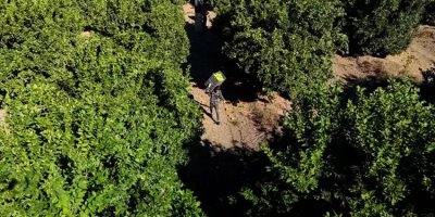 Adana'da hasat başladı! Verim yüzde 90 düştü: Bahçede kilosu 32 lira! Yurt dışına gönderiliyor