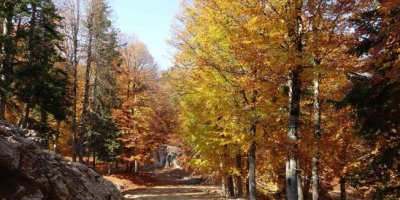 Adana’da sonbahar büyüsü: Yirce Kayın Ormanları ziyaretçileri büyüledi