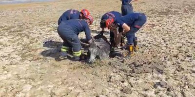 Çamura saplanan eşeği, itfaiye ekipleri kurtardı