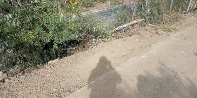 Köylünün tepkisi: Elektrik direği için zeytin ağacını kırdılar