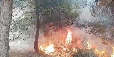 Adana'da bir çocuğun çıkardığı öne sürülen yangında 100 zeytin ağacı yandı