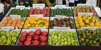 Tropikleşen Çukurova'nın ürünleri sergilendi