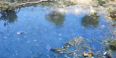 Kuraklık ve kirlilik nedeniyle sulama kanalındaki yüzlerce balık telef oldu