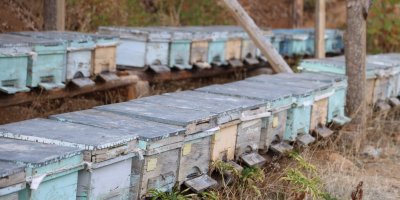 Adana'da sıcaklık düşmeyince arılar kışlama için kovanlara girmedi
