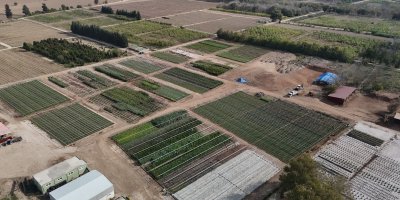 Yanan ormanlar üretilen milyonlarca fidanla yeşerecek