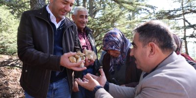 Sedir mantarının geleceği için uyarı: "Her mantar toplanmaz"