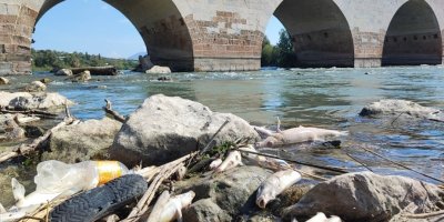 Ceyhan Nehri'ndeki toplu balık ölümlerinin nedeni ağır metal çıkmadı