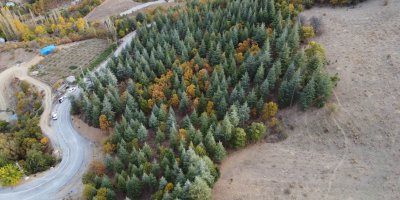 Adana'da 37 yıl önce köylülerin diktiği fidanlar ormana dönüştü
