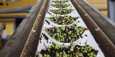 Adana'da zeytinin yağ yolculuğu başladı