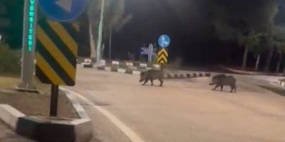 Çukurova Üniversitesi yerleşkesine sürü halinde giren domuzlar görüntülendi