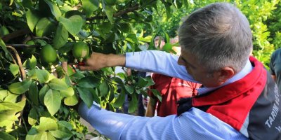 Adana'da mandalina krizi: Elçilerin engeliyle ürün dalda kaldı