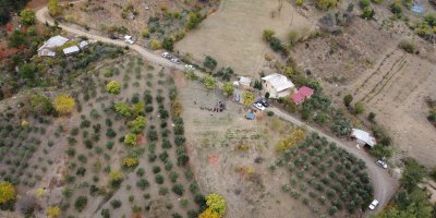 Dünyanın en pahalı baharatı safran Adana'da hasat edildi