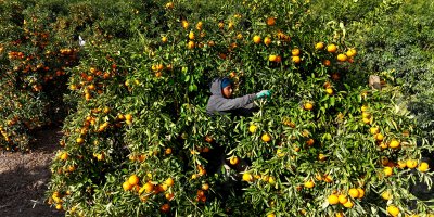 Tarım işçilerinin grevi mandalinayı dalında bıraktı: Kilosu 3 liraya kadar geriledi