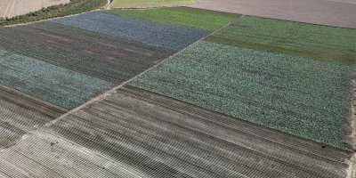 Kuraklığın vurduğu Seyhan Baraj Gölü'nün çevresi tarım arazisi oldu üretim başladı