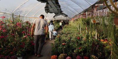Çiçekçilerde Öğretmenler Günü yoğunluğu: Buket yerine saksı çiçekleri tercih ediliyor