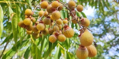 Bu ceviz yenmiyor, temizliyor, cildi güzelleştiriyor