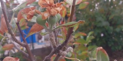 Kasım ayında elma ağacı çiçek açıp meyve verdi