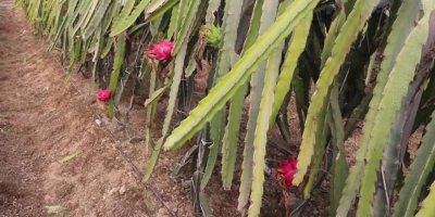 Adana’da ejder meyvesi üretimine arı dokunuşu