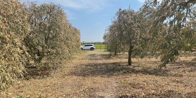 Yüreğir Ziraat Odası Başkanı Doğan: "Greyfurt üreticileri de destek programına alınmalı"