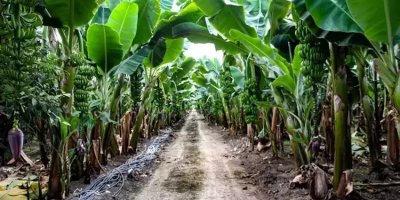 Yılda 6 kez hasat olunca Adanalı çiftçilerin gözleri parladı! Kış için alternatif ürünü buldular