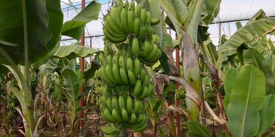 Devlet teşvikleriyle Adana’da muz üretim alanı 8 yılda 7 bin 500 dekara ulaştı