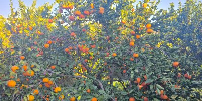 Adana’da mandalina fiyatı 1 liraya düşünce üretici isyan etti