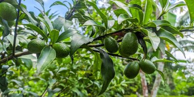 Avokado üretiminde yeni merkez: Adana yükselişe geçti