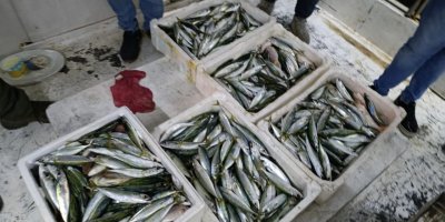 Niğdeli balıkçılar Adana açıklarında 80 kilo kolyoz yakaladı