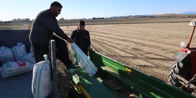 Çukurova’da buğday ekimi başladı