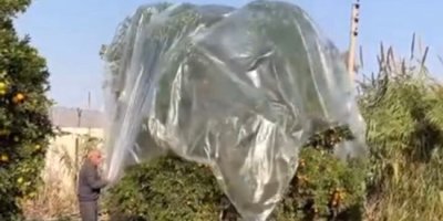 Yağmurda mandalinaya naylonlu koruma