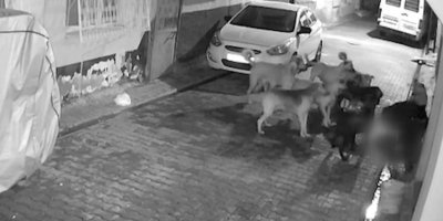 Adana’da 11 sokak köpeğinin saldırdığı kedi yaşamını yitirdi