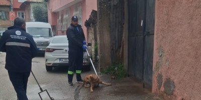 Adana’da kedinin parçalanarak öldürülmesinin ardından başıboş köpekler toplanmaya başlandı