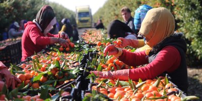 Tarım alarm veriyor: Çiftçinin borcu 1 trilyon 150 milyar liraya dayandı
