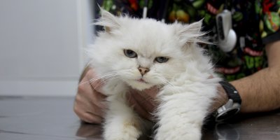 Kedide dünyada görülmemiş anomali: Başarılı operasyonla sağlığına kavuştu