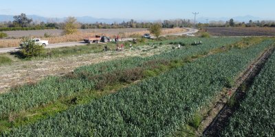 Kozan’da pırasa hasadı başladı: 20-22 TL’den alıcı buluyor