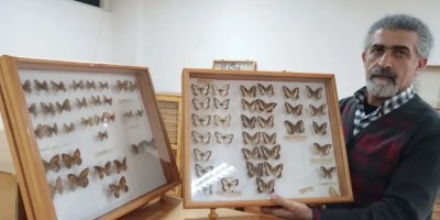Adana’da böcekler bilimsel hafızaya dönüşüyor: Çukurova Üniversitesi’nde özel müze