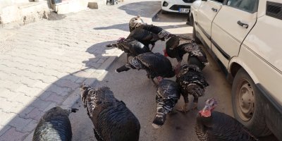 Adana'da ilginç görüntü: Hindiler çarşıda gezdirilerek satılıyor